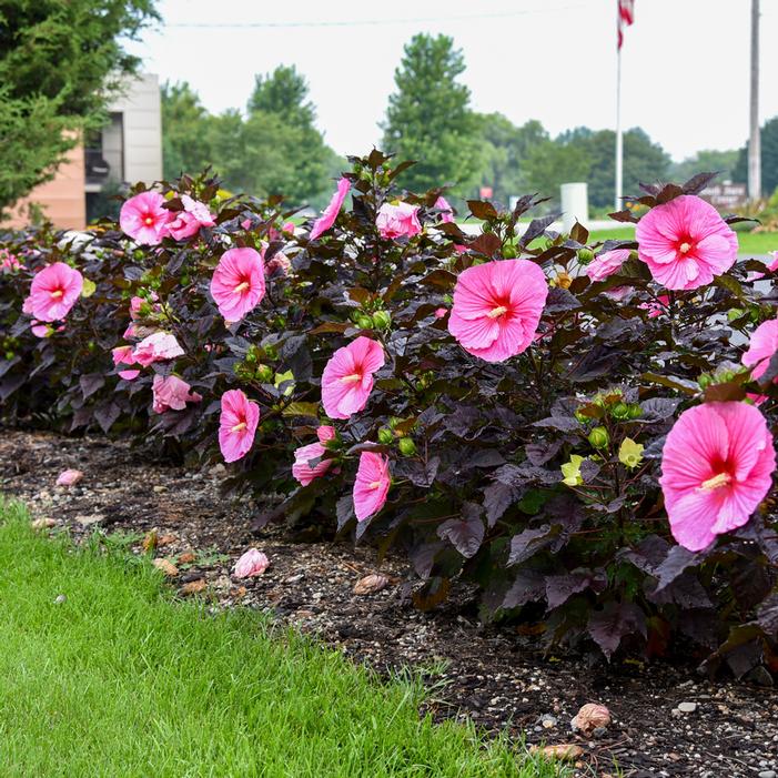 SUMMERIFIC® EDGE OF NIGHT HARDY HIBISCUS