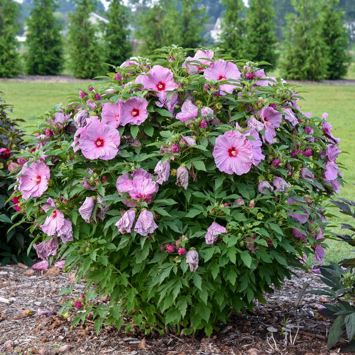 SUMMERIFIC® LILAC CRUSH HARDY HIBISCUS