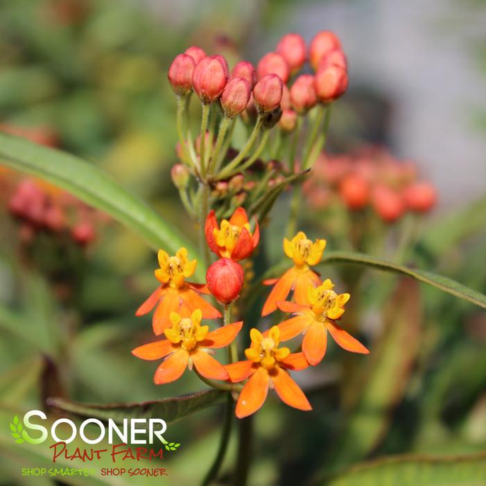 RED BUTTERFLIES MILKWEED