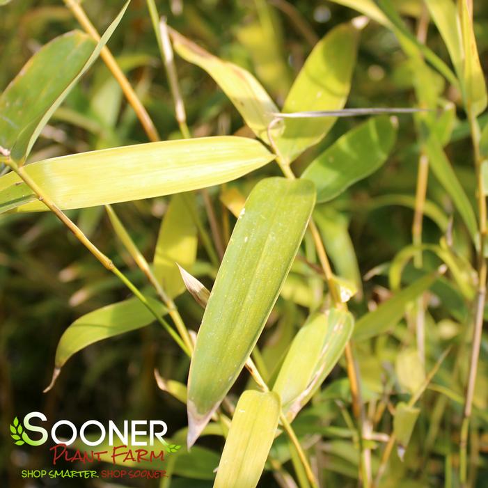 GOLDEN GODDESS CLUMPING BAMBOO