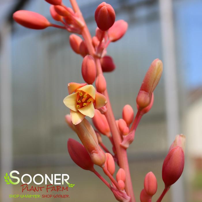 CORAL GLOW TEXAS YUCCA