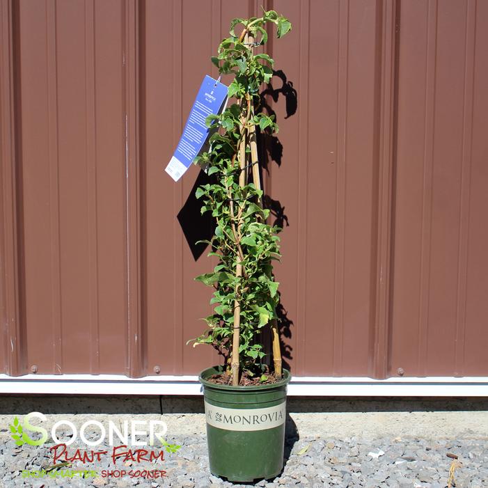 MIRANDA CLIMBING HYDRANGEA