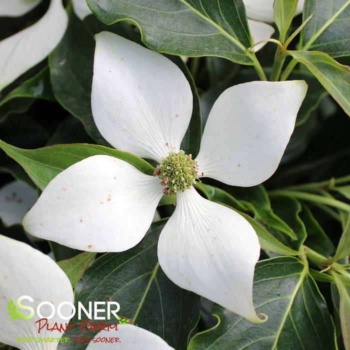 LITTLE PONCHO DWARF KOUSA DOGWOOD