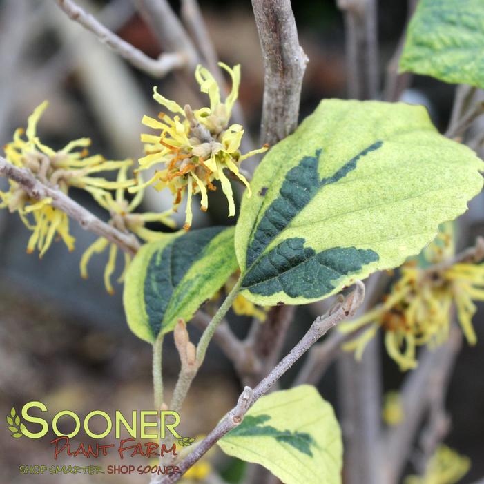 LITTLE PROSPECT VARIEGATED WITCH HAZEL