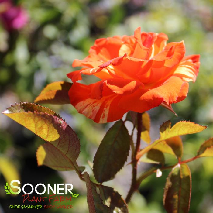 ORANGES 'N LEMONS FLORIBUNDA ROSE