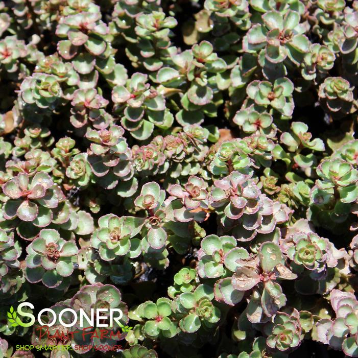 DRAGON'S BLOOD SEDUM