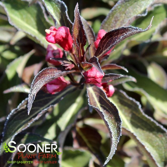 ELECTRIC LOVE® WEIGELA