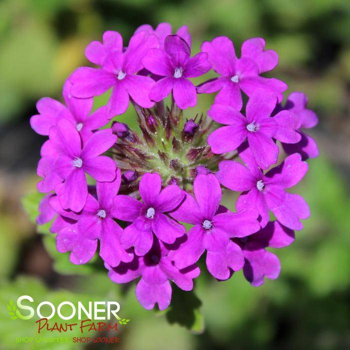 ENDURASCAPE™ DARK PURPLE VERBENA