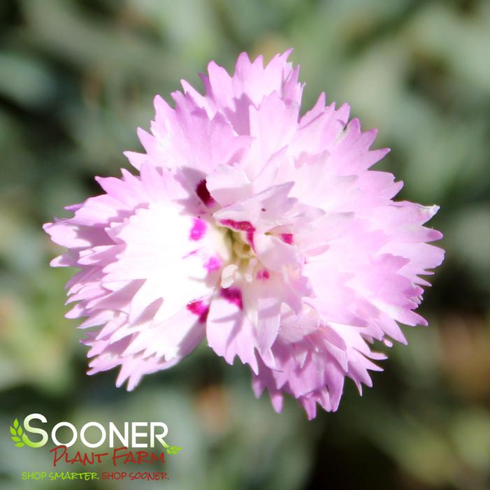 MOUNTAIN FROST™ SILVER STRIKE DIANTHUS