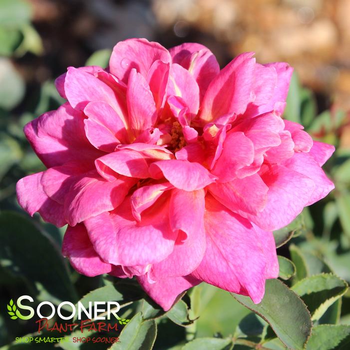 QUEEN OF ELEGANCE™ FLORIBUNDA ROSE