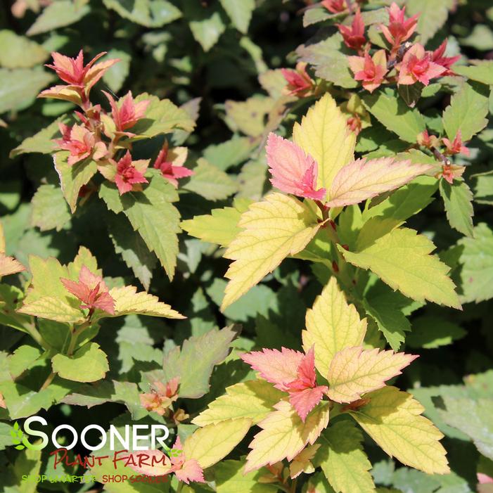 RAINBOW FIZZ™ SPIRAEA