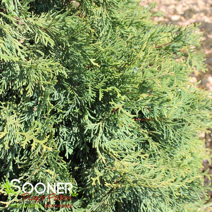 SLENDER GIANT™ ARBORVITAE