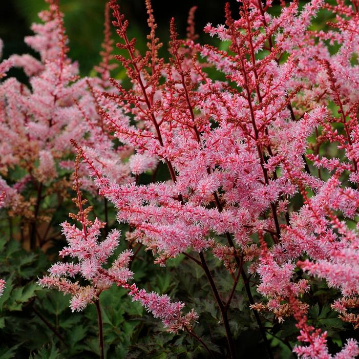 DELFT LACE ASTILBE