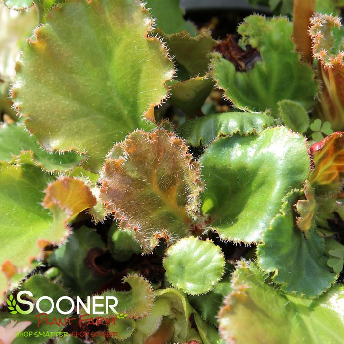 RIPPLE EFFECT BERGENIA