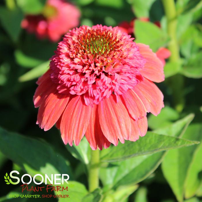 DOUBLE DIPPED™ RAINBOW SHERBET CONEFLOWER