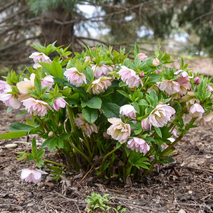 WEDDING PARTY® FLOWER GIRL LENTEN ROSE