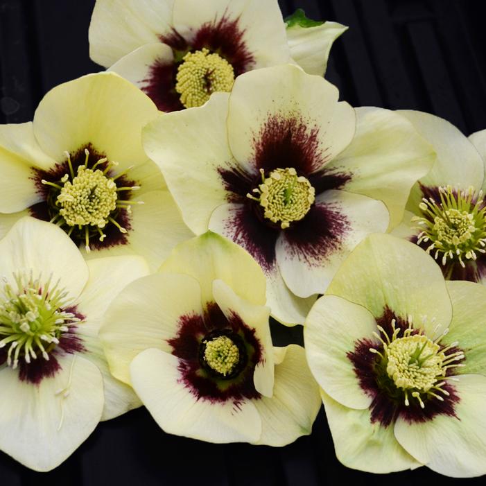 HONEYMOON® SPANISH FLARE LENTEN ROSE