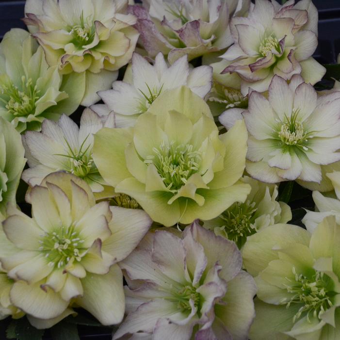 WEDDING PARTY® FIRST DANCE LENTEN ROSE