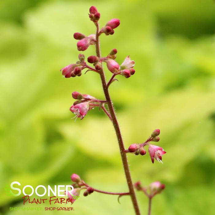 PRIMO® PISTACHIO AMBROSIA CORAL BELLS