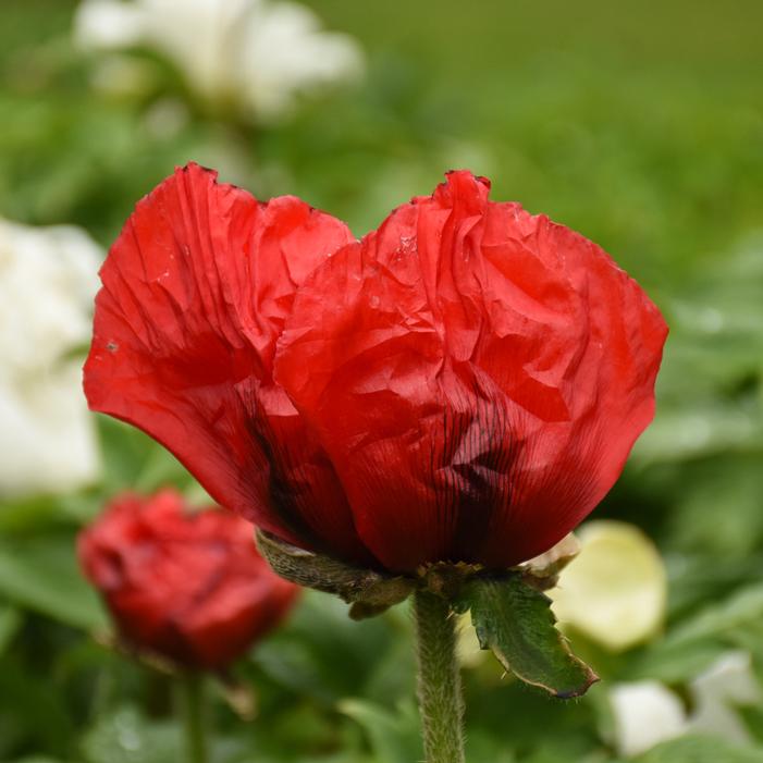 BEAUTY OF LIVERMERE ORIENTAL POPPY