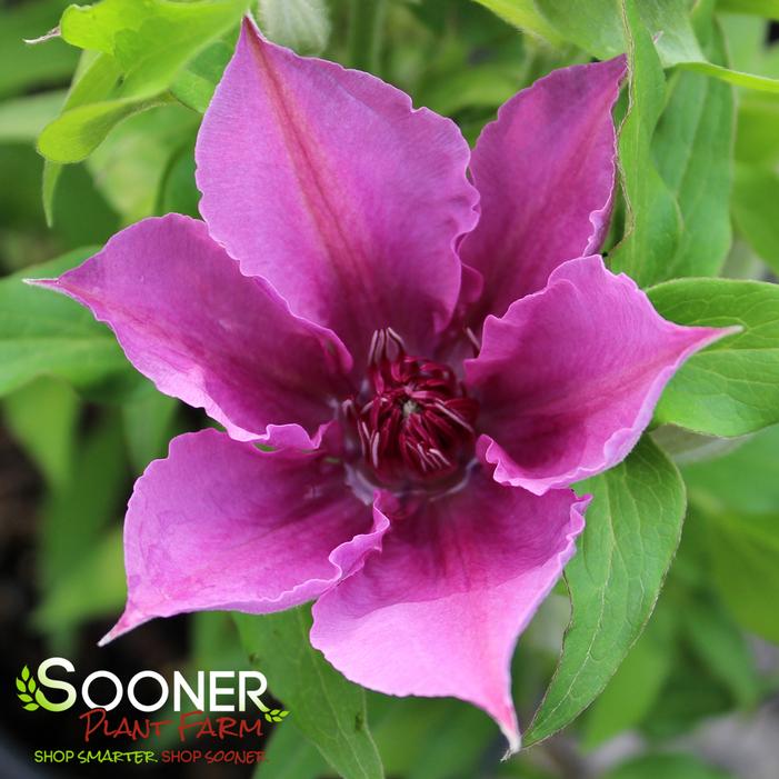 ADAM'S COURAGE CLEMATIS