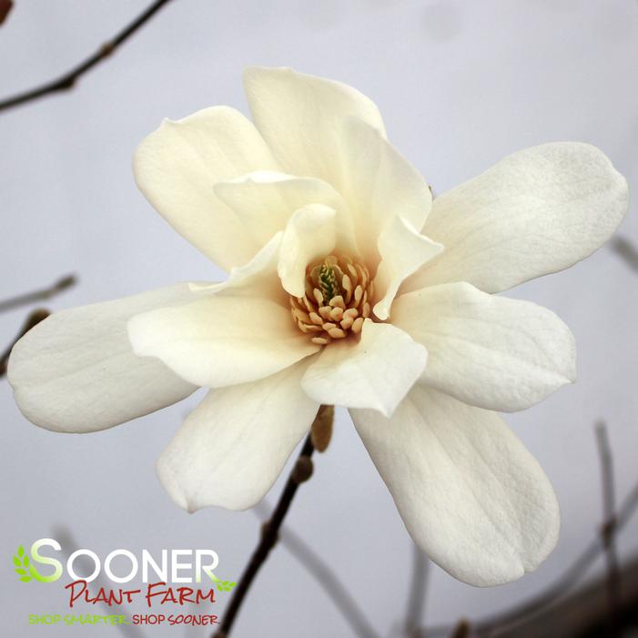 SPRING WELCOME® MAGNOLIA