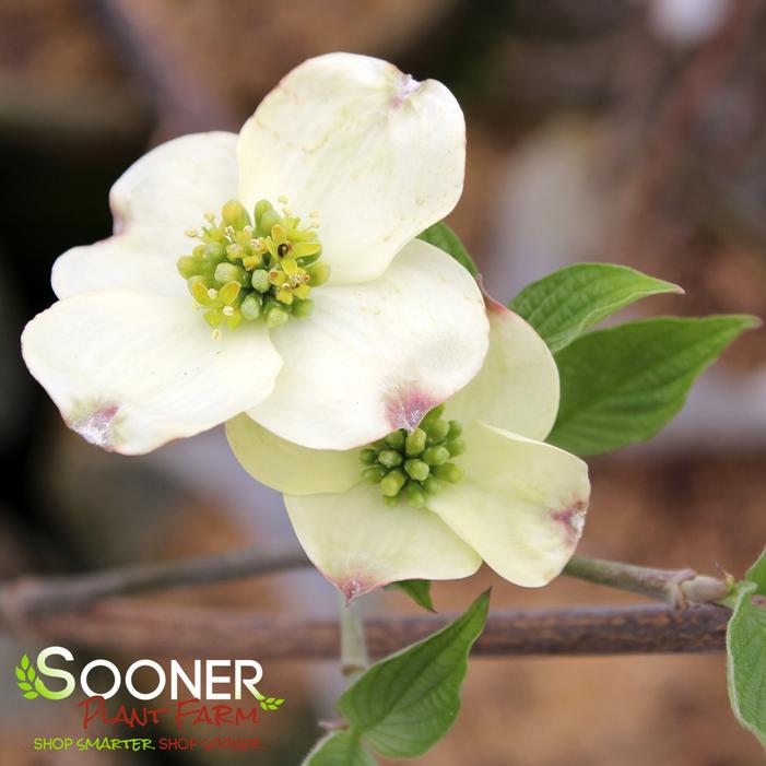 CLOUD 9 DOGWOOD