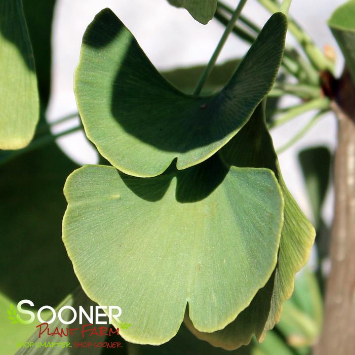 GRINDSTONE GINKGO