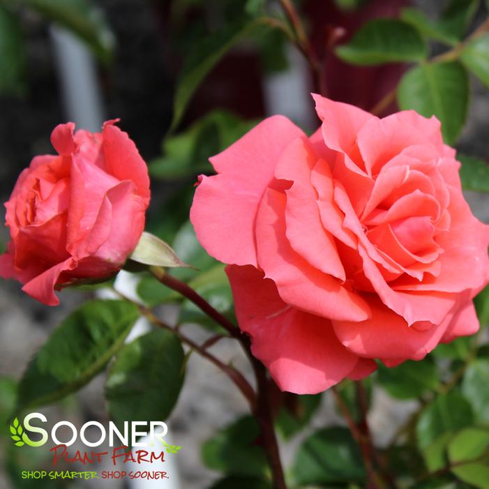 PATRIOT DREAM ROSE