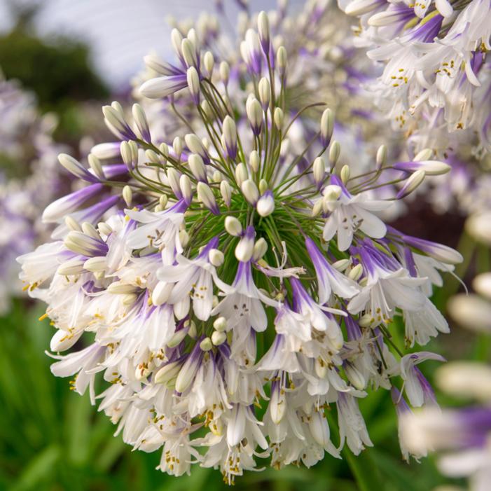 EVER TWILIGHT™ LILY OF THE NILE