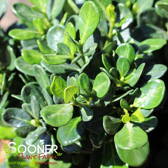 SNOW GLOBE™ GARDENIA