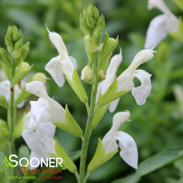 WHITE AUTUMN SAGE