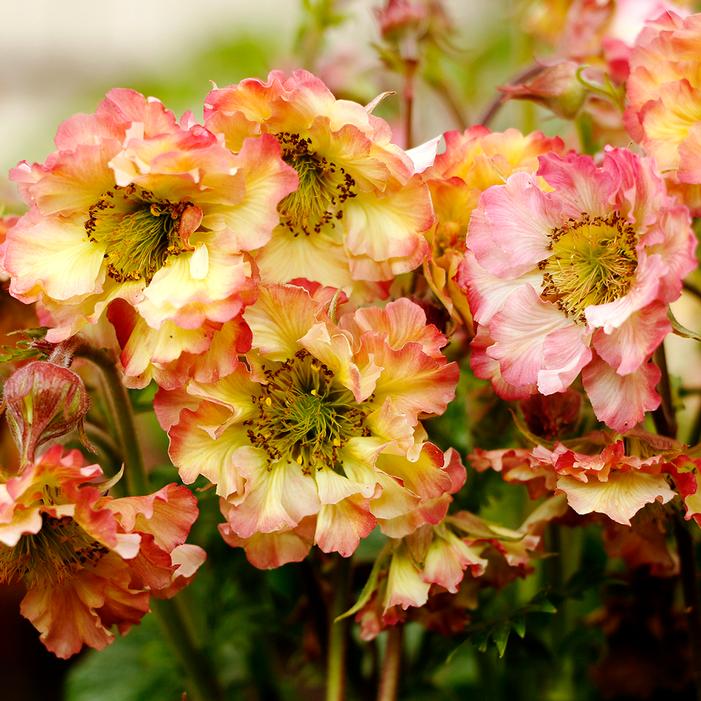 PRETTICOATS™ PEACH GEUM