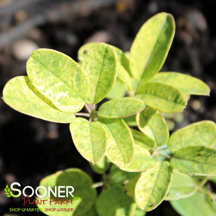 VARIEGATED CHOCOLATE VINE