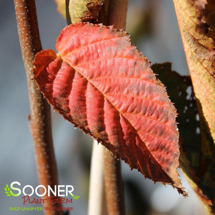 AUTUMN FIRE™ AMERICAN HORNBEAM