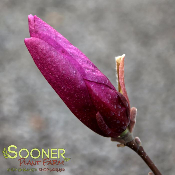 LITTLE SUE DWARF MAGNOLIA