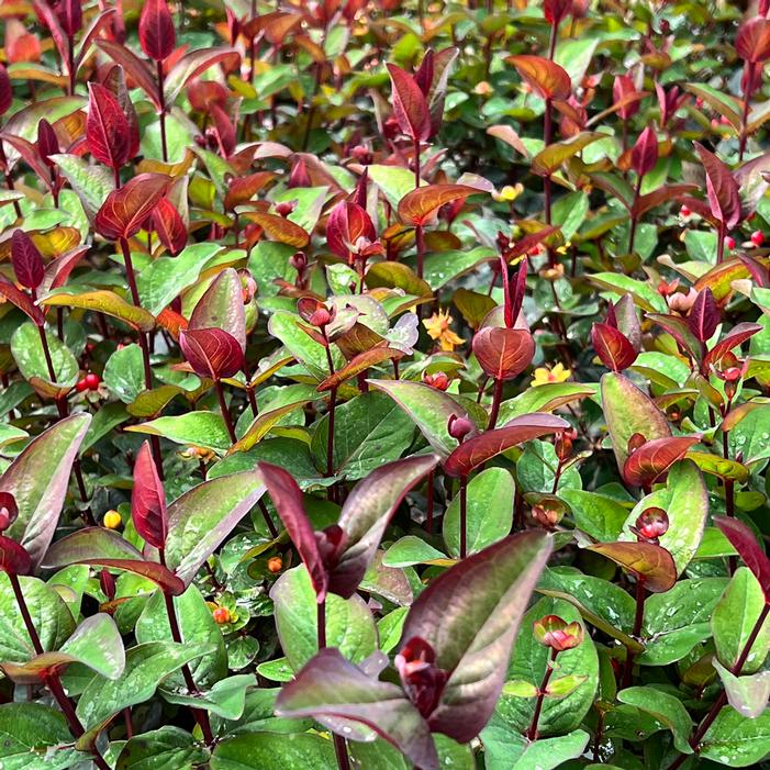 FLORALBERRY® SANGRIA ST. JOHN'S WORT