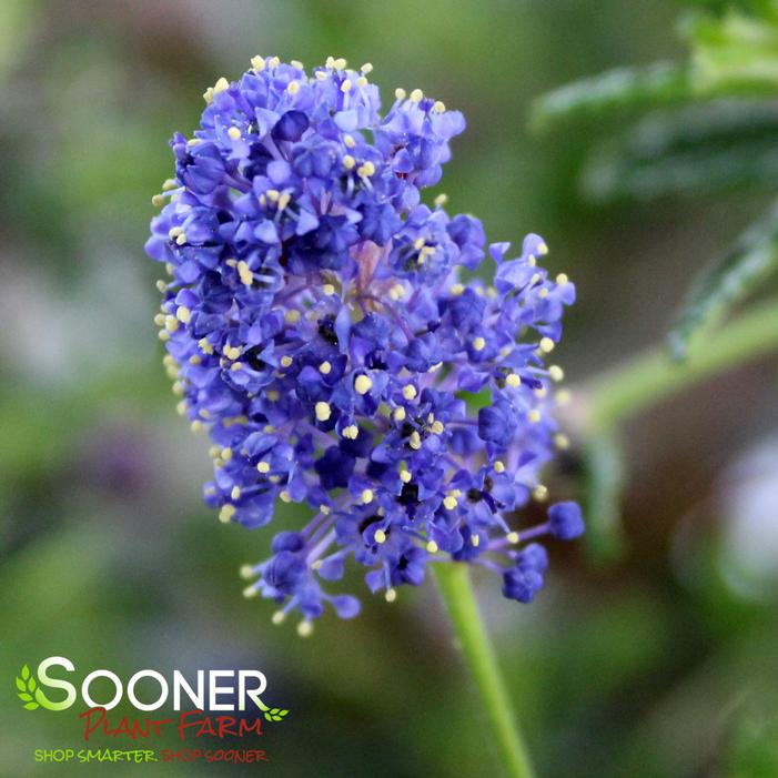 CONCHA CALIFORNIA MOUNTAIN LILAC
