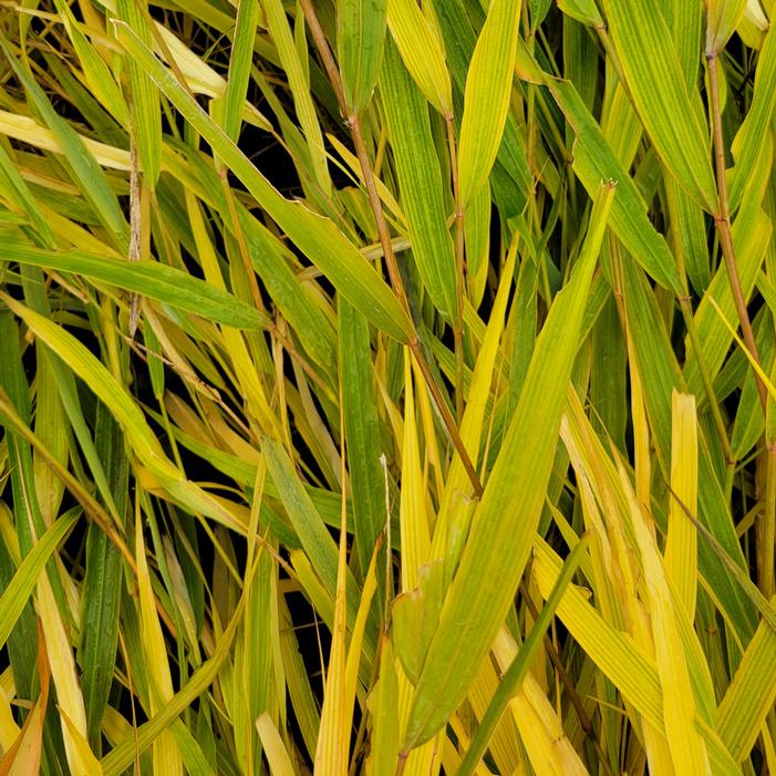 BENI KAZE JAPANESE FOREST GRASS