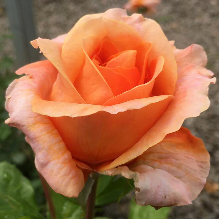 ARBOROSE® TANGERINE SKIES™ CLIMBING ROSE