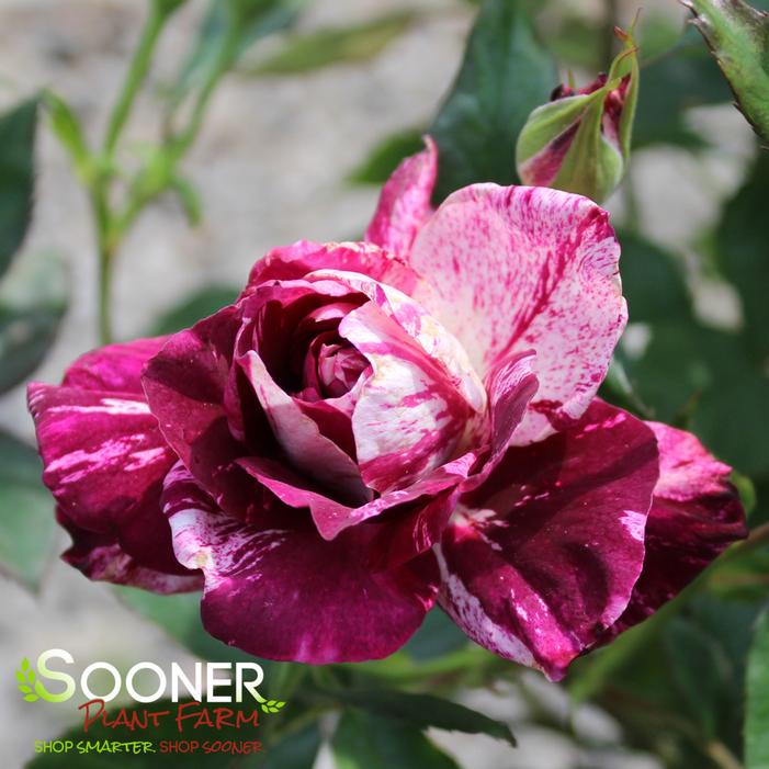 PURPLE TIGER FLORIBUNDA ROSE