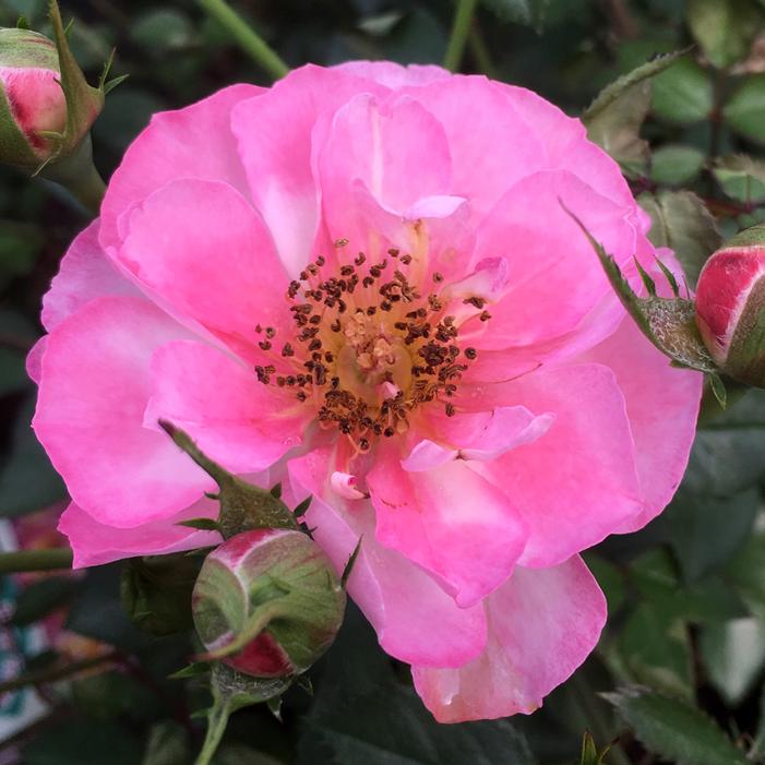 RAINBOW HAPPY TRAILS™ GROUNDCOVER ROSE