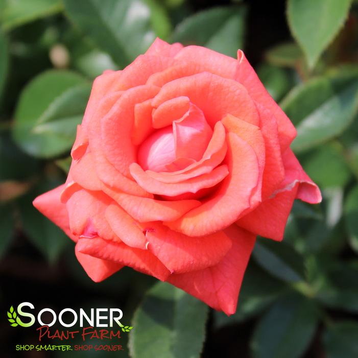 SUNBLAZE® SALMON MINIATURE ROSE