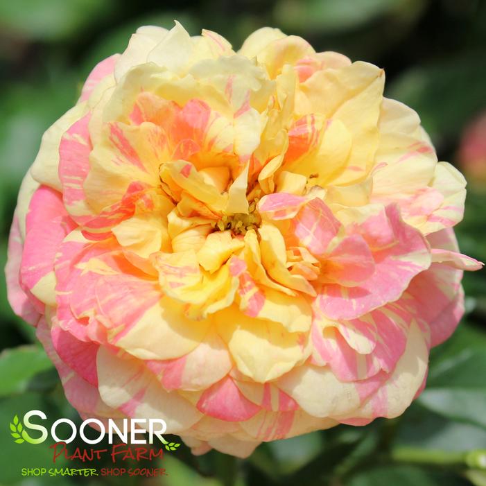 POP ART™ GRANDIFLORA ROSE