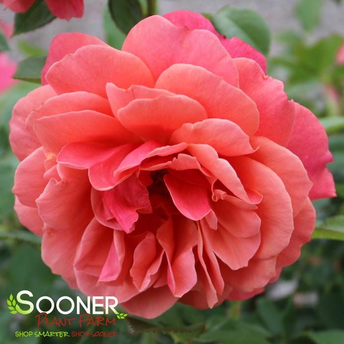 UPTOWN GIRL™ GRANDIFLORA ROSE