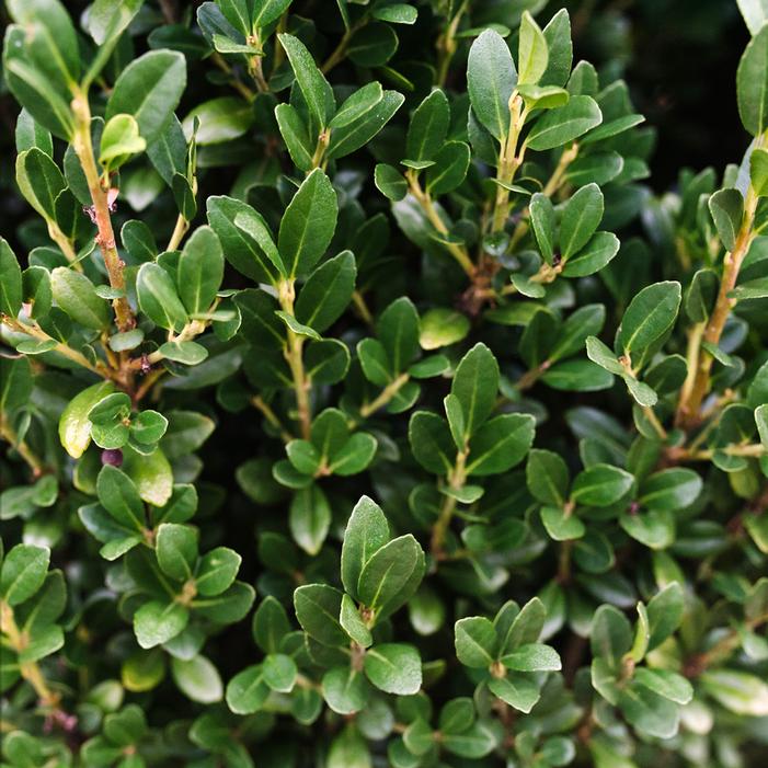 CHUBBY HUBBY™ MALE JAPANESE HOLLY