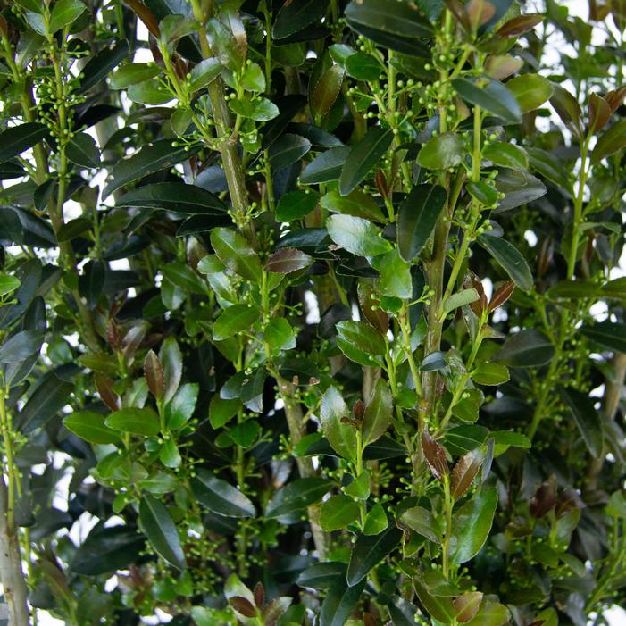 JADE LANCE® HOLLY