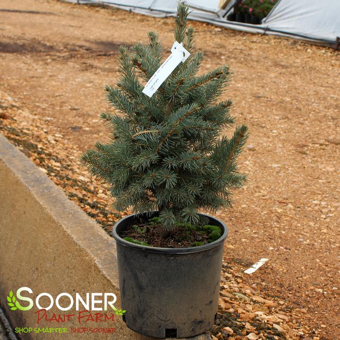 COLORADO BLUE SPRUCE