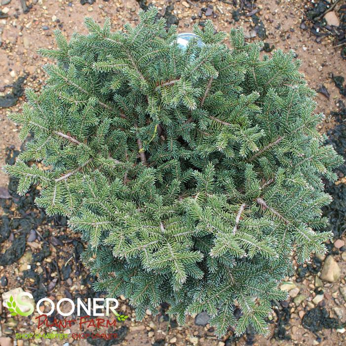 BIRD'S NEST NORWAY SPRUCE