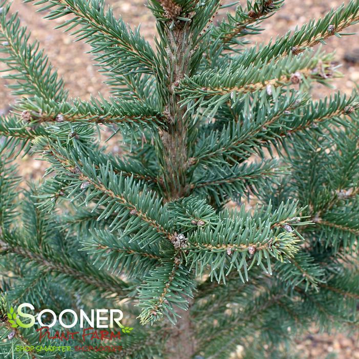 NORWAY SPRUCE